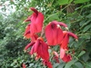 初夏の花から夏の花へ