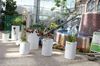 不思議な植物展