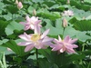 オオガハスが見ごろ！！開花は午前中です。