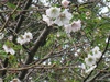 秋の花と夏の花