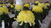 第67回　浜松菊花大会