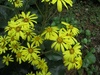 花も楽しめるフラワーイルミネーション開催間近！