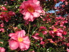 ひだまりに咲く冬の花々