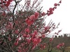 東風（こち）吹かばにほひおこせよ梅の花