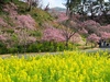 春爛漫！！　早咲き桜と梅園が満開です。
