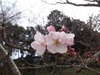 ソメイヨシノ開花