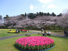 桜「ソメイヨシノ」7分咲きです