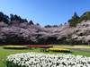 4/4    平成最後の桜が満開！チューリップとの夢の共演！！