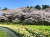 満開です！！最高の週末を皆様へお届けします！
