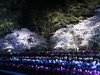 4/5  満開！！　夜桜ライトアップ２０１９　