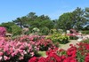 バラの香り漂う園内の散策