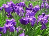 ハナショウブ5分咲です！