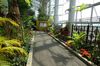 大温室クリスタルパレス　夏展示