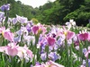 6/6　日本の伝統植物 、花菖蒲が見頃に！！