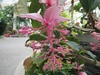 夏の花々