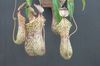 不思議な植物展