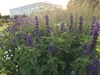 夏の花といえば、、