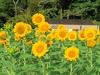 8/10 　ひまわり畑が見ごろになってきました。