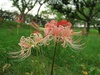 早咲きのヒガンバナが開花中！