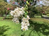 ＃全新中文版　花園筆記