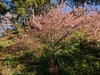 早春の風景