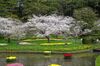 桜・チューリップ　見どころいっぱい