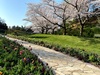 桜とチューリップの庭園