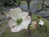 今日の花たち