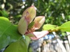 休園中の園内の花々