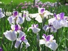 5/30　 もうすぐ開園！　園内を彩る初夏の花たち！