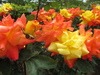 Column of May : A little things about Rosa