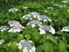 梅雨に咲く魅力ある花々