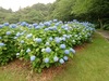 今週から開園！今から見頃の花々