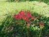季節の移ろいと花々