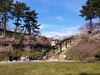 早咲き桜が見頃です。