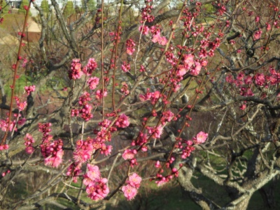 ＫタイハイIMG_9821.JPG