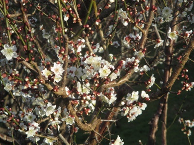 ＫトオジIMG_9819.JPG