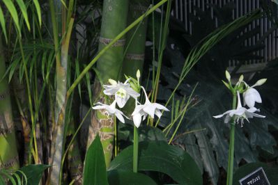 20191214toku-amazonlily.jpg