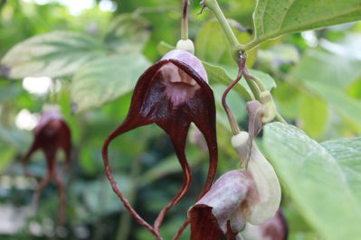 20191214toku-aristolochia-tricaudata.jpg