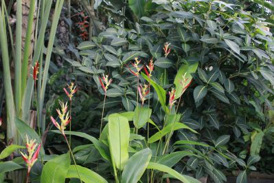 20191214toku-heliconia pussita.jpg