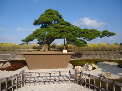 2020.11.1bonsai.JPG