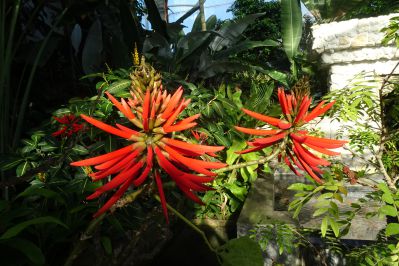 20200209toku-erythrina-speciosa.jpg