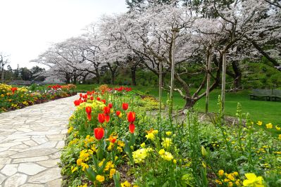 20200403toku-smile-sakura.jpg