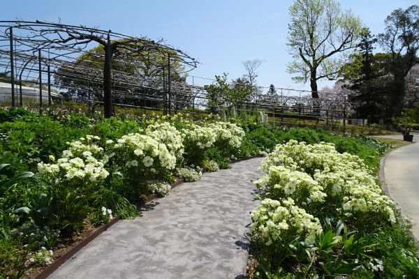 20200409toku-ranunculus-whitegarden.jpg