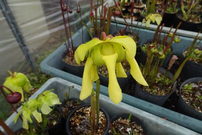 20200424toku-sarracenia-flower.jpg