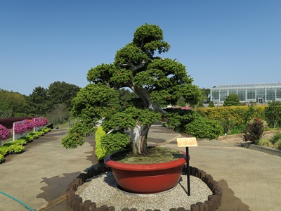 20200429bonsai.JPG