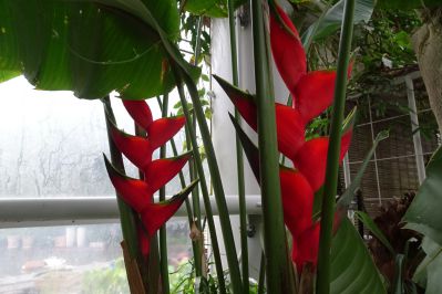 20200710toku-heliconia-bihai.jpg