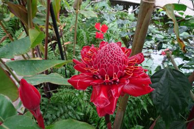 20200710toku-torch-ginger.jpg