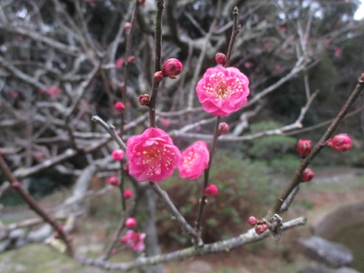 2021.01.16 yaekannkoubai.jpg