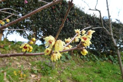 20210103toku-chimonanthus.jpg